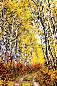 Trail through Aspen grove - Fine Art Photography