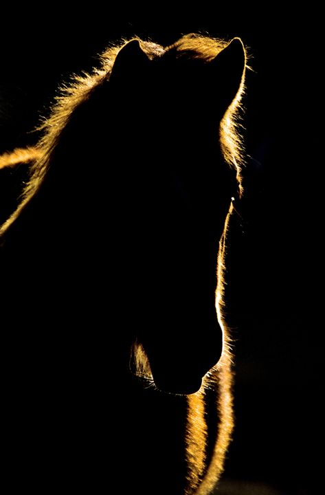 Sunset Horse Silhouette Canada - Fine Art Photography
