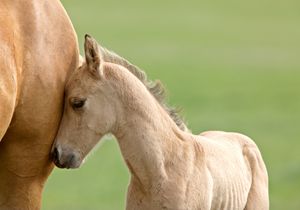 Horse and colt - Fine Art Photography