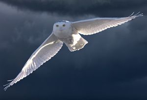 Snowy Owl in Flight - Fine Art Photography