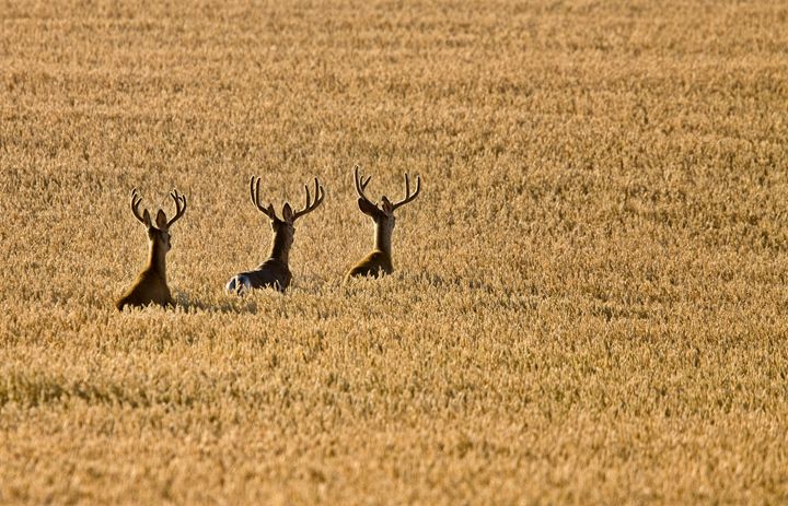 Mule Deer in Wheat Field - Fine Art Photography