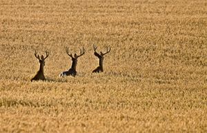 Mule Deer in Wheat Field - Fine Art Photography