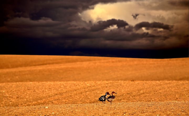 Northern Pintail pair - Fine Art Photography