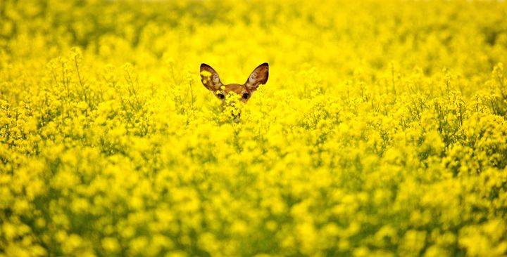 Deer in Canola Field - Fine Art Photography