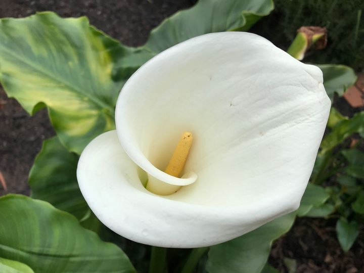 White Flute - Suburban Flower - Photography, Flowers, Plants, & Trees ...