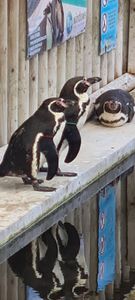 Penguins At Wingham Wildlife Park
