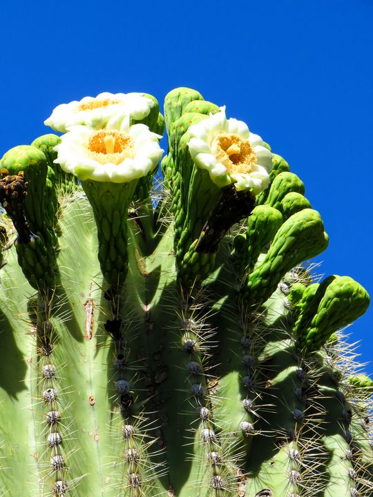 Saguaro Blooms - Soul Inspired by Stacy - Photography, Flowers, Plants ...