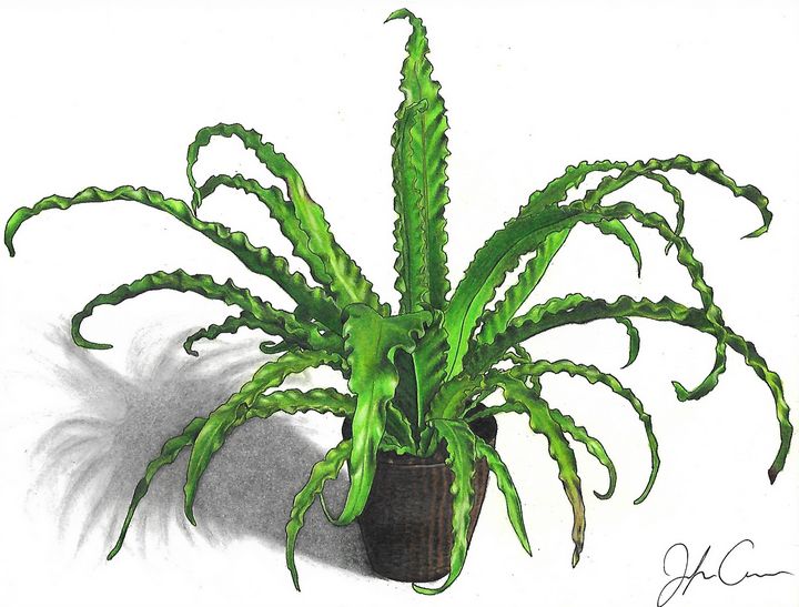 Victoria Bird's Nest Fern Cuevas Drawings & Illustration, Flowers