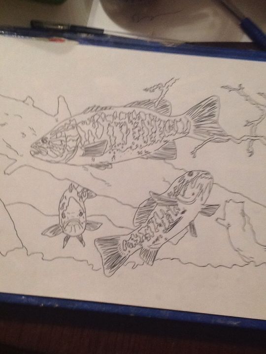 Bass Fish Outline - Clever Fish Line Drawing