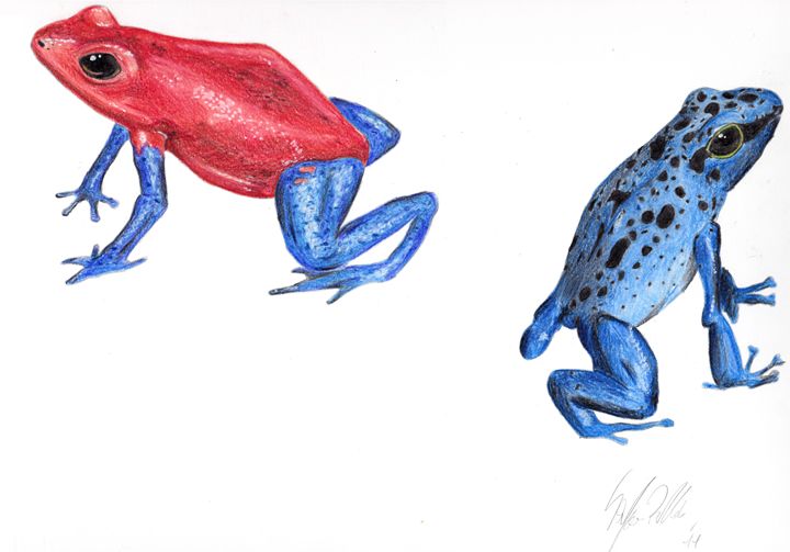 Poison Dart Frogs 2 - Axolotl