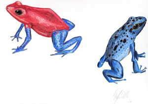 Poison Dart Frogs 2