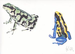 Poison Dart Frogs 1