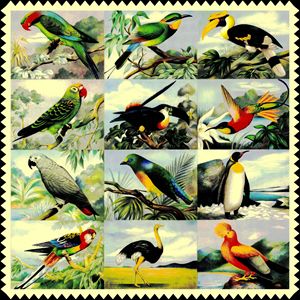 12 Birds