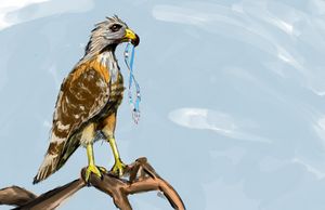 Falcon with spread wings - Anne Versteylen - Digital Art, Animals