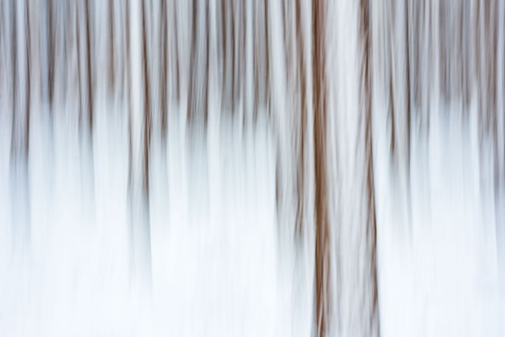 Pine Forest in Snow ICM - CaterDigitalArts Photography