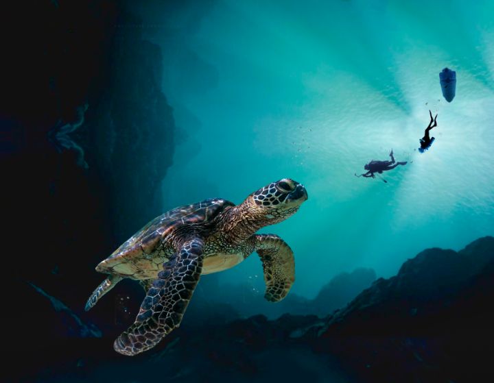 The Sea Turtle - Brian Stuart Kelly - Photography, Animals, Birds ...