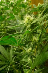 Closeup of a cannabis flower