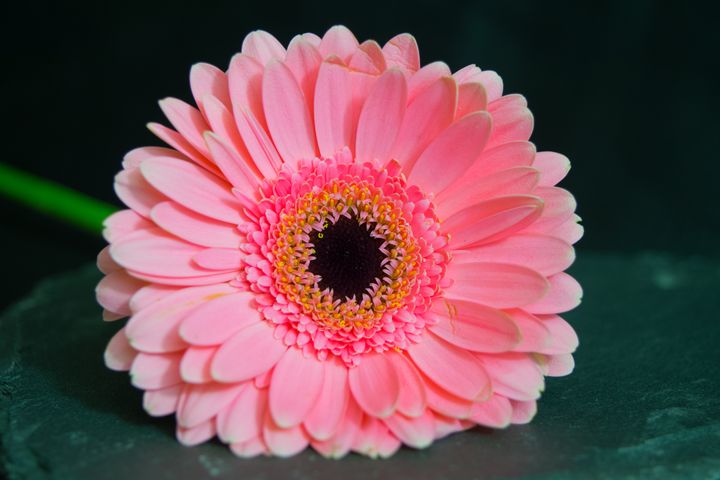 Pink Gerbera - Rocket Cottage Photography - Photography, Flowers ...