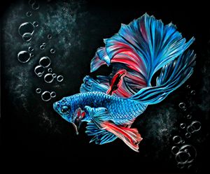 Fighting fish
