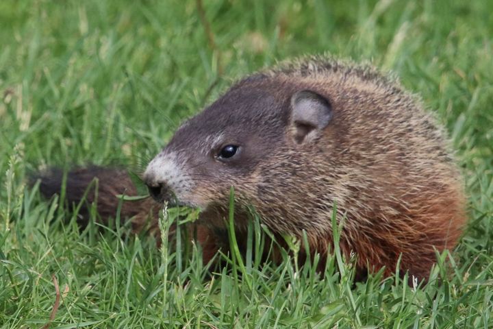 Groundhog - MdAnjos Photography - Photography, Animals, Birds, & Fish ...