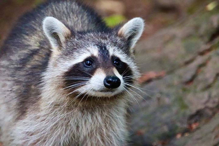 Raccoon close up - MdAnjos Photography - Photography, Animals, Birds ...