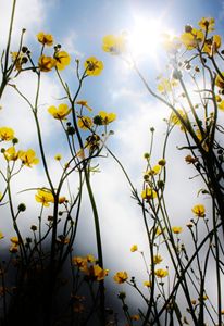 In a Field. - Lens Print