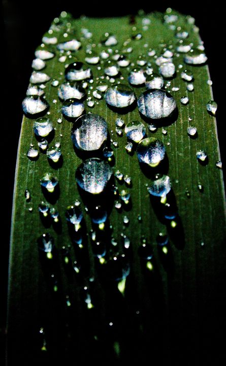 Dew. - Lens Print