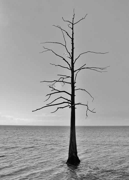 Tree. - Lens Print