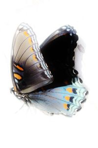 Butterfly - Lens Print