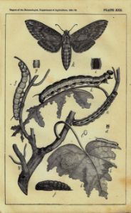 Antique Moth Engraving date 1881-82