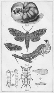 Entomology Moth and Wasp Engraving