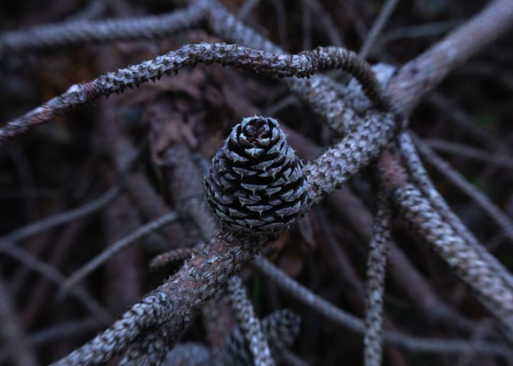 Pinecone #1 - RSC Studio - Photography, Flowers, Plants, & Trees, Trees ...