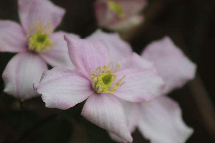 Pretty pink flowers - Shezzashots