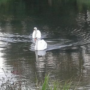 Swan in 2