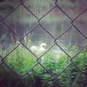 Leda the swan