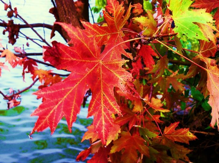 Autumn on the water - Eric Steele