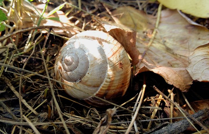 Empty snail shell - Georgia Jo.