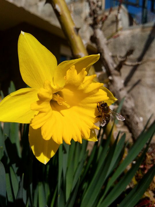 Bee on a yellow lily - Georgia Jo.
