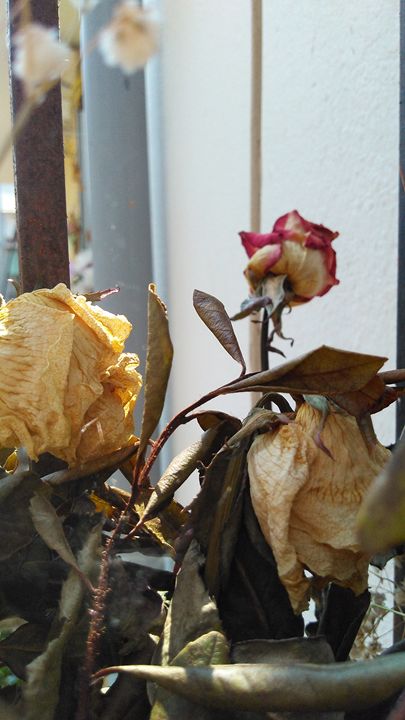 Dead flowers - Georgia Jo.