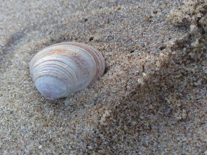 Sea shell in the sand - Georgia Jo.