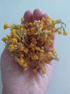 Dead yellow flowers