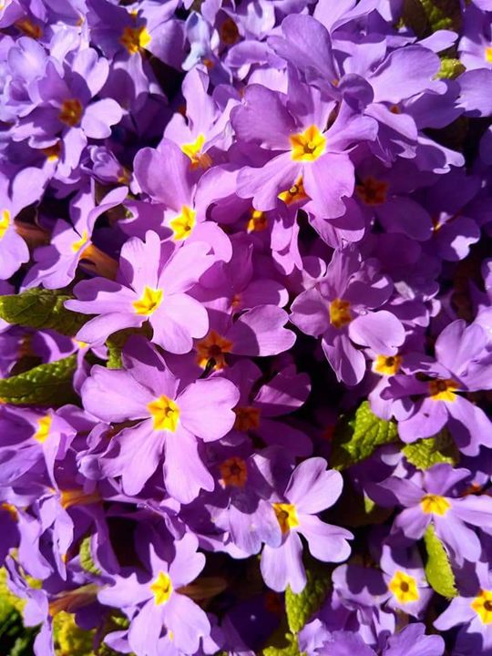Purple flowers - Georgia Jo.