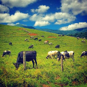 Grazing