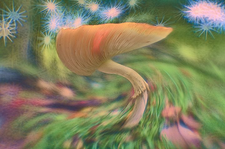 Dancing Mushroom - Csaba Deak Art Creations