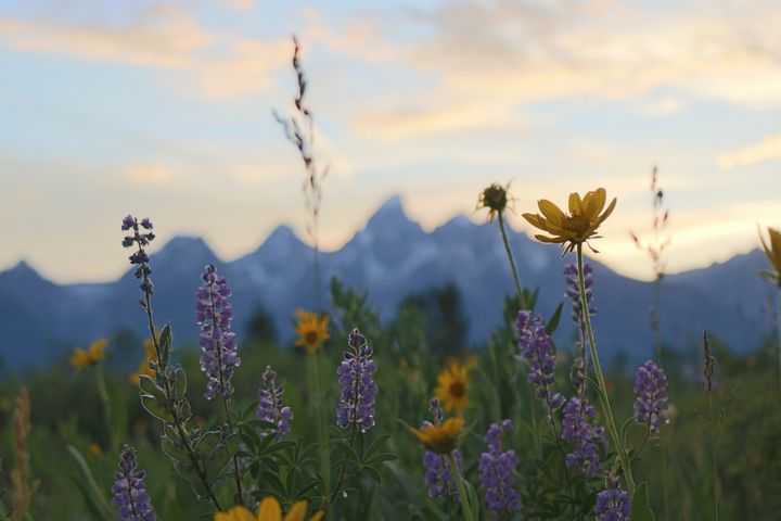 Lupine Flowers at Sunset - KRJ Photography