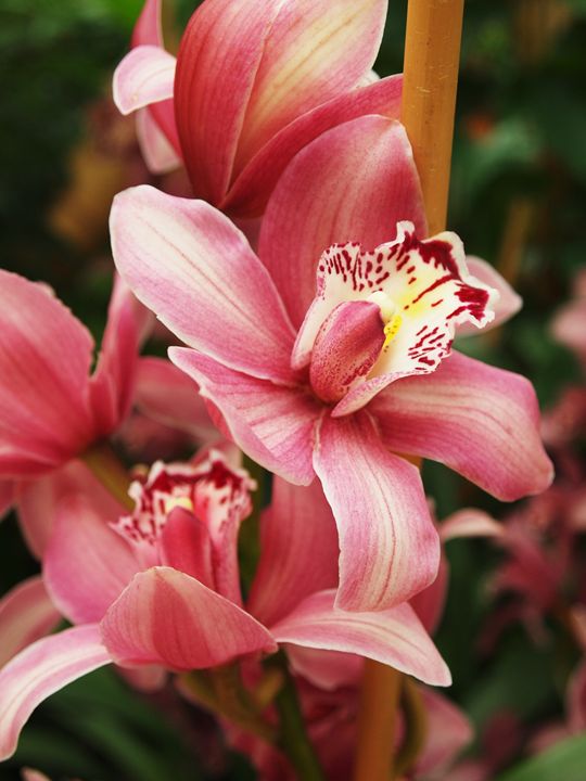 Beautiful pink orchids - Symplisse Art