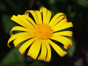A beautiful yellow daisy