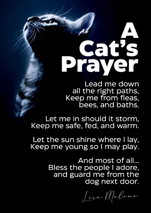 Cat Art A Cat's Prayer Lisa Malone - Cool Anime Posters - Paintings