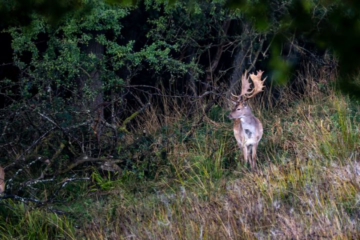 Fallow buck - By Deedee - Photography, Animals, Birds, & Fish, Deer ...