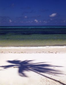 Palm Shadow - Zanzibar